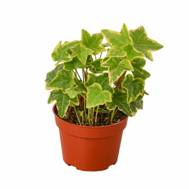 Plants | English Ivy Gold Child Plants Plants