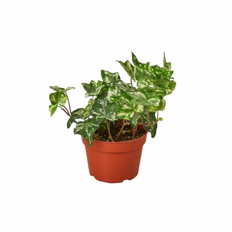 Plants | English Ivy ‘Kolibre’ Plants Plants