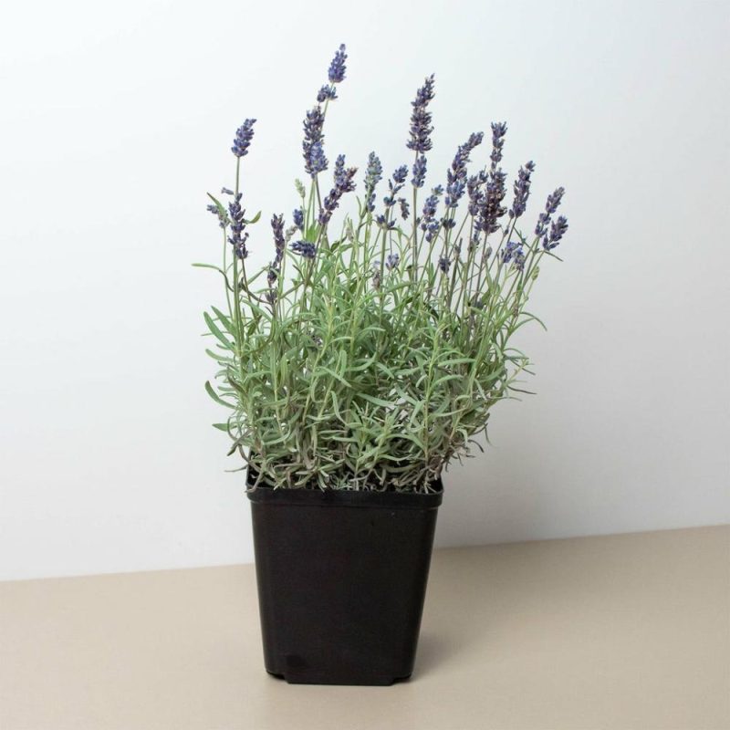 Plants | English Lavender – 6″ Pot Plants Plants