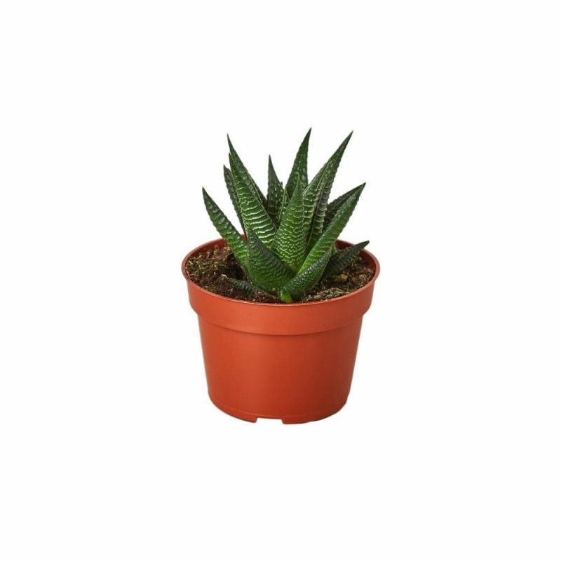 Plants | Fairy Washboard Haworthia Plants Plants