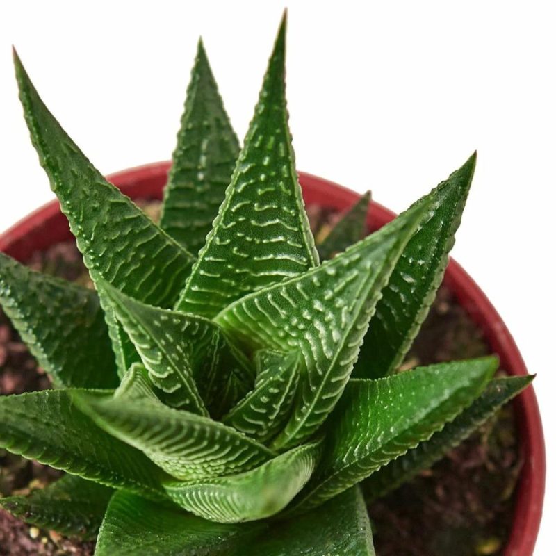 Plants | Fairy Washboard Haworthia Plants Plants