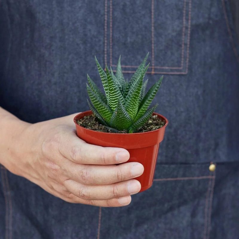 Plants | Fairy Washboard Haworthia Plants Plants