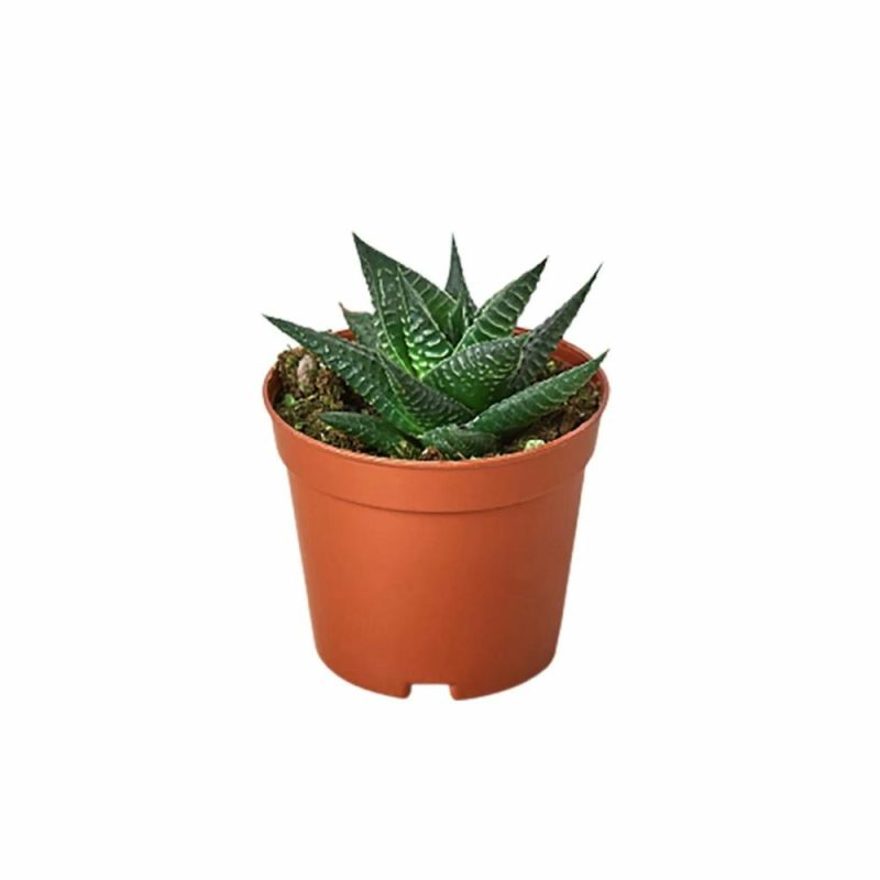 Plants | Fairy Washboard Haworthia Plants Plants