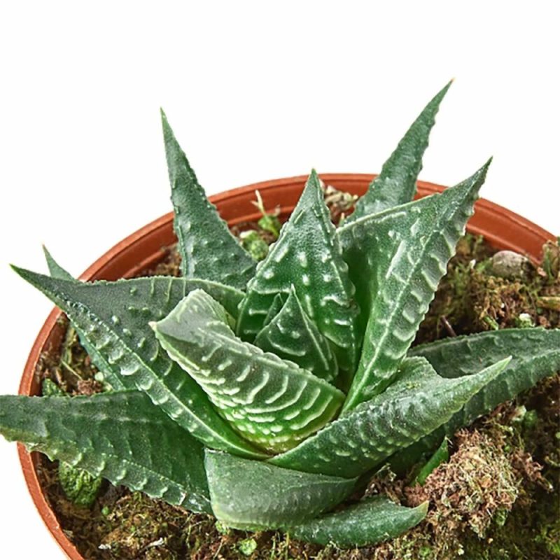 Plants | Fairy Washboard Haworthia Plants Plants