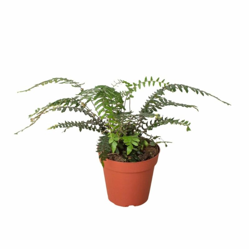 Plants | Fern Glowstar – 4″ Pot Plants Plants