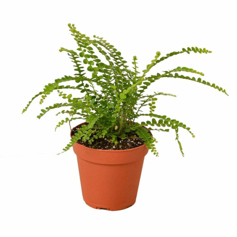 Plants | Fern ‘Lemon Button’ Plants Plants