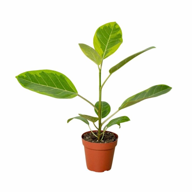 Plants | Ficus Altissima ‘Yellow Gem’ Plants Plants