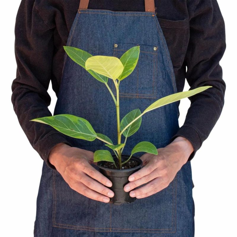 Plants | Ficus Altissima ‘Yellow Gem’ Plants Plants