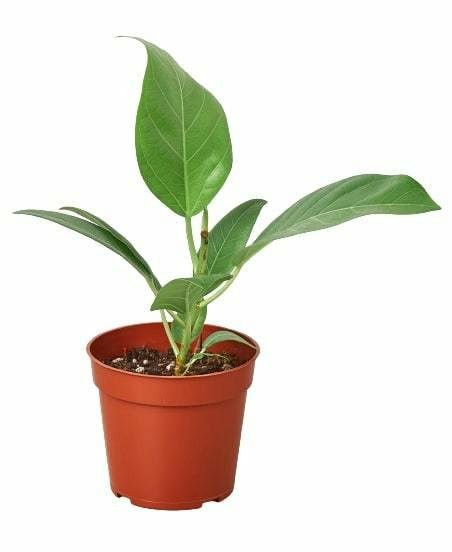 Plants | Ficus ‘Audrey’ Plants Plants