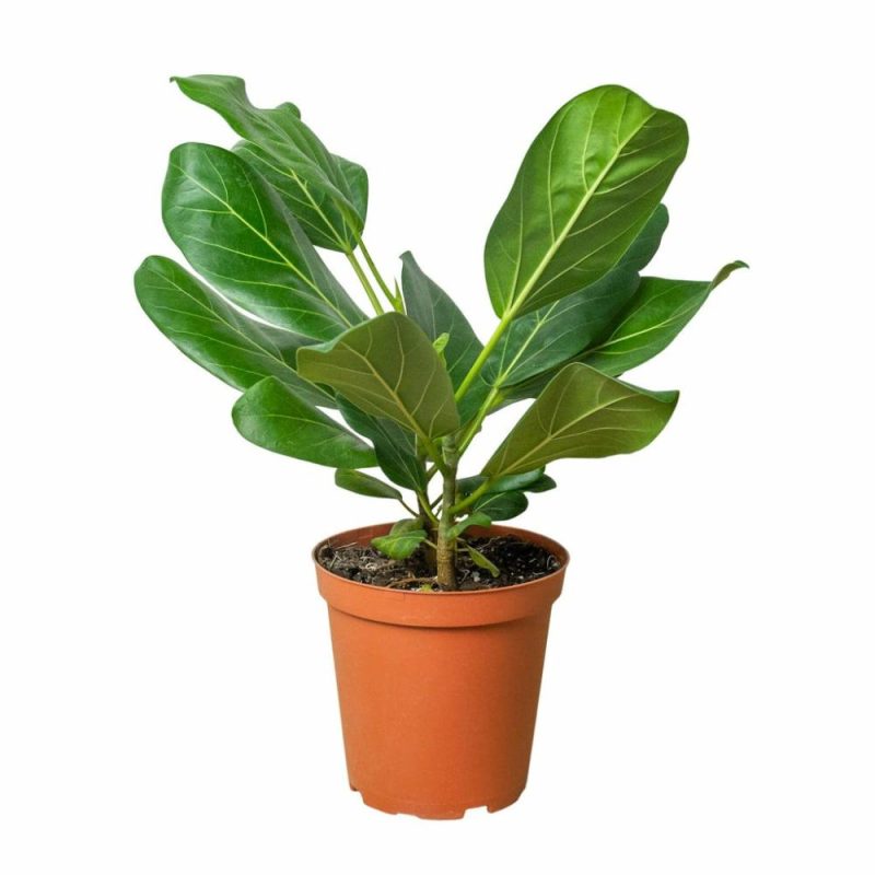 Plants | Ficus ‘Audrey’ Plants Plants