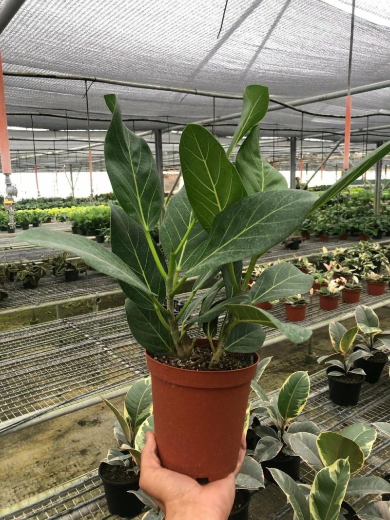 Plants | Ficus ‘Audrey’ Plants Plants