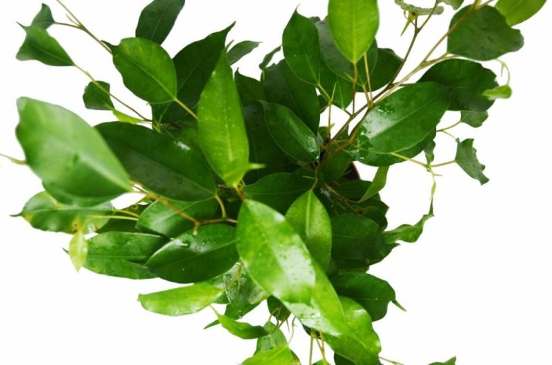 Plants | Ficus ‘Benjamina’ – 6″ Pot Plants Plants