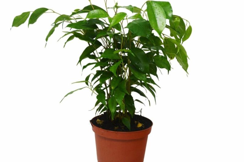 Plants | Ficus ‘Benjamina’ – 6″ Pot Plants Plants