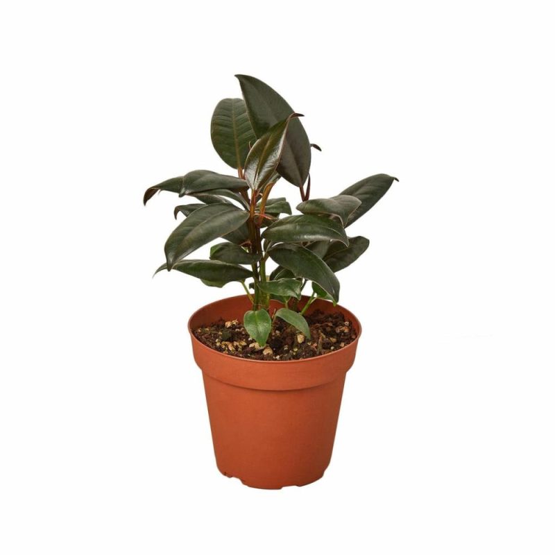 Plants | Ficus Elastica ‘Burgundy’ Plants Plants