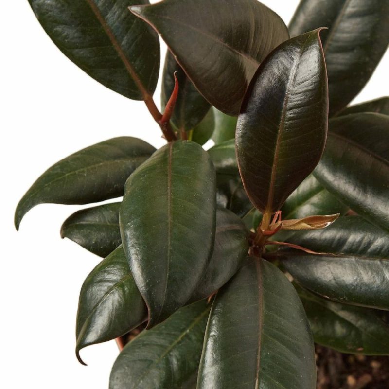 Plants | Ficus Elastica ‘Burgundy’ Plants Plants