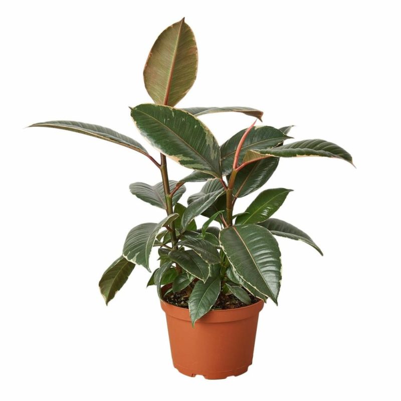 Plants | Ficus Elastica ‘Tineke’ Plants Plants