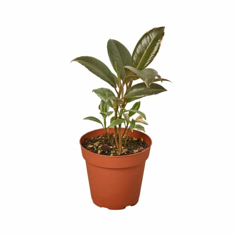 Plants | Ficus Elastica ‘Tineke’ Plants Plants