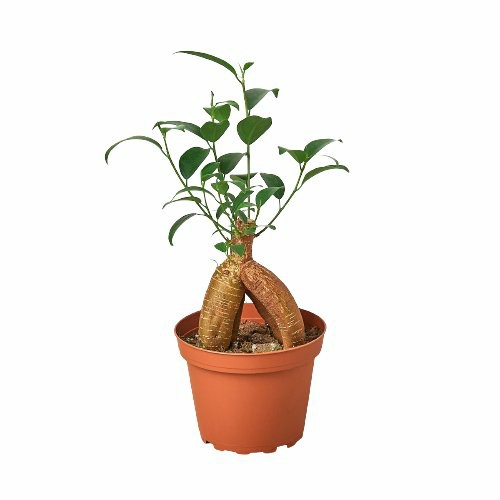 Plants | Ficus ‘Ginseng’ Plants Plants