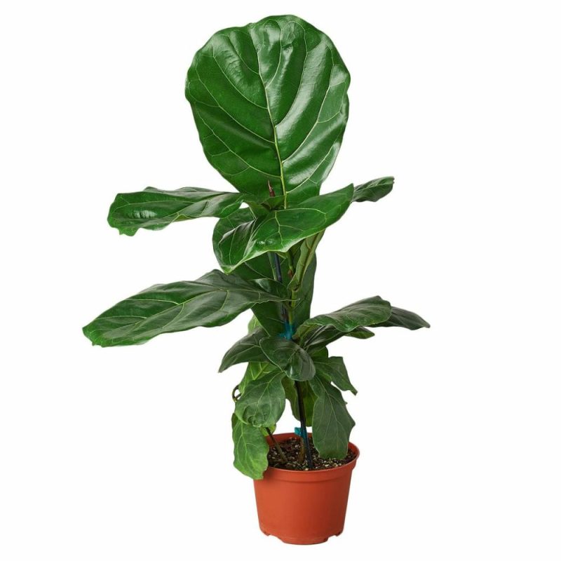 Plants | Ficus Lyrata ‘Fiddle Leaf Fig’ Plants Plants