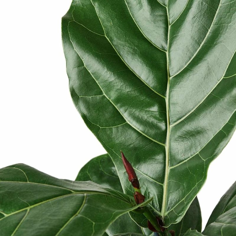 Plants | Ficus Lyrata ‘Fiddle Leaf Fig’ Plants Plants