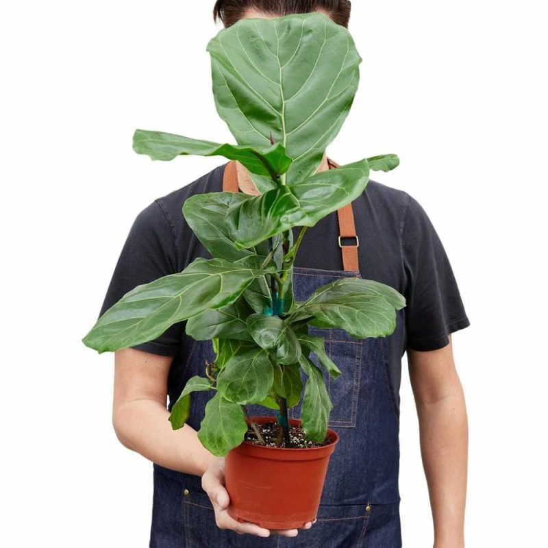 Plants | Ficus Lyrata ‘Fiddle Leaf Fig’ Plants Plants