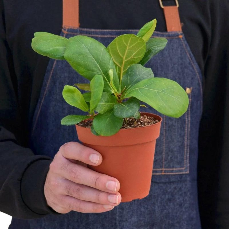 Plants | Ficus Lyrata ‘Fiddle Leaf Fig’ Plants Plants