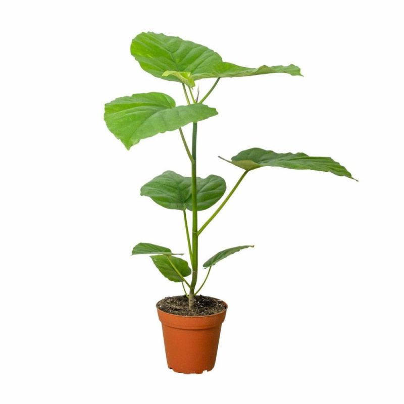 Plants | Ficus ‘Umbellata’ Plants Plants