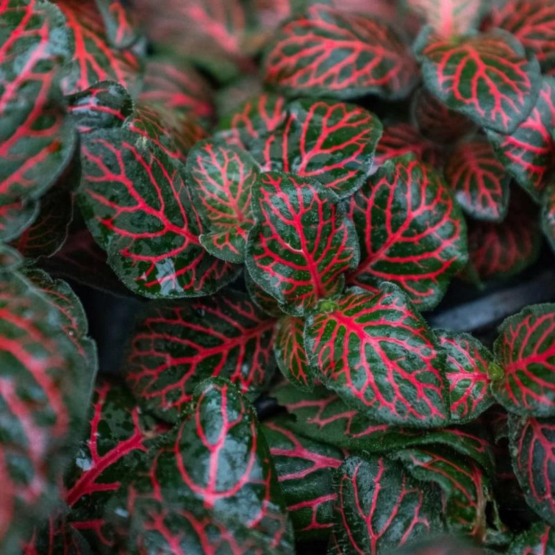 Plants | Fittonia ‘Red’ Plants Plants