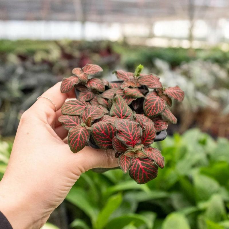 Plants | Fittonia ‘Red’ Plants Plants