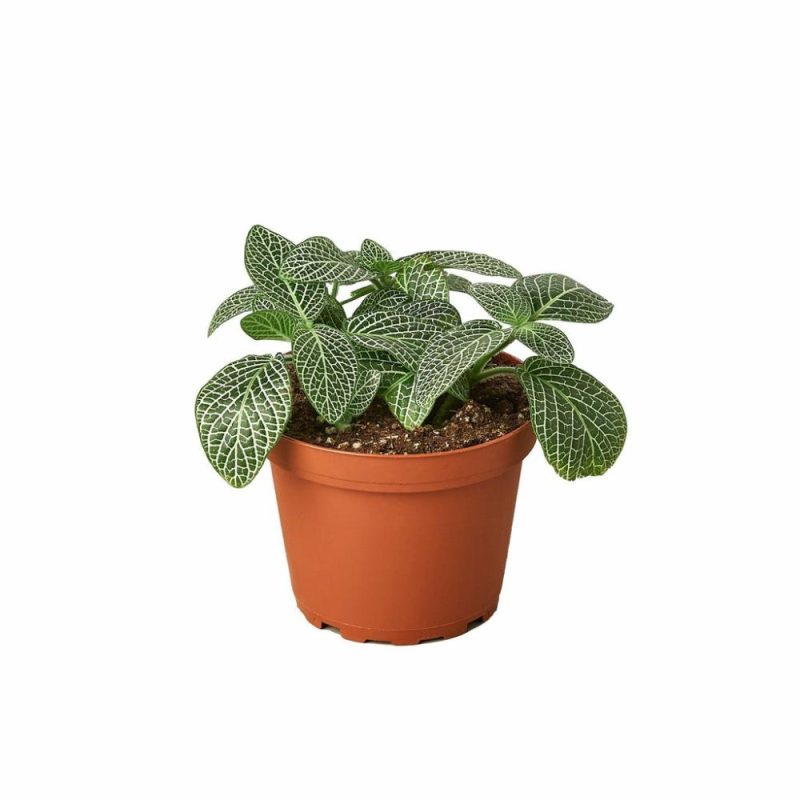 Plants | Fittonia ‘White Nerve Plant’ Plants Plants