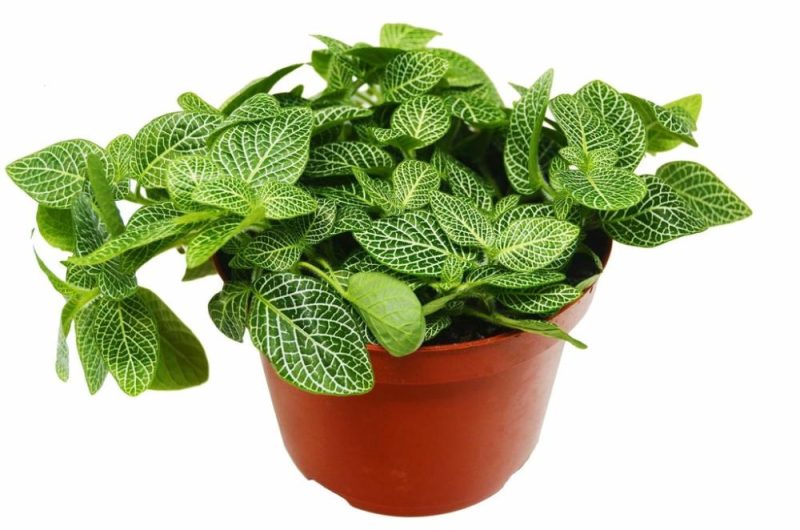 Plants | Fittonia ‘White Nerve Plant’ Plants Plants