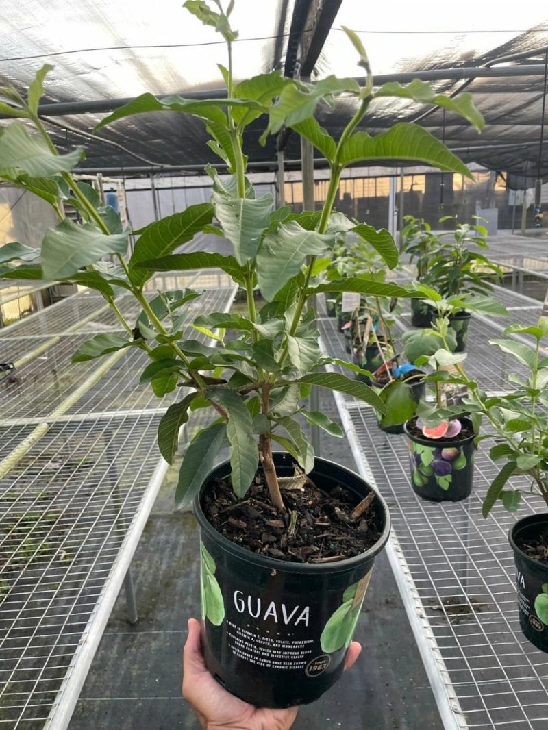 Plants | Guava Tree Plants Plants