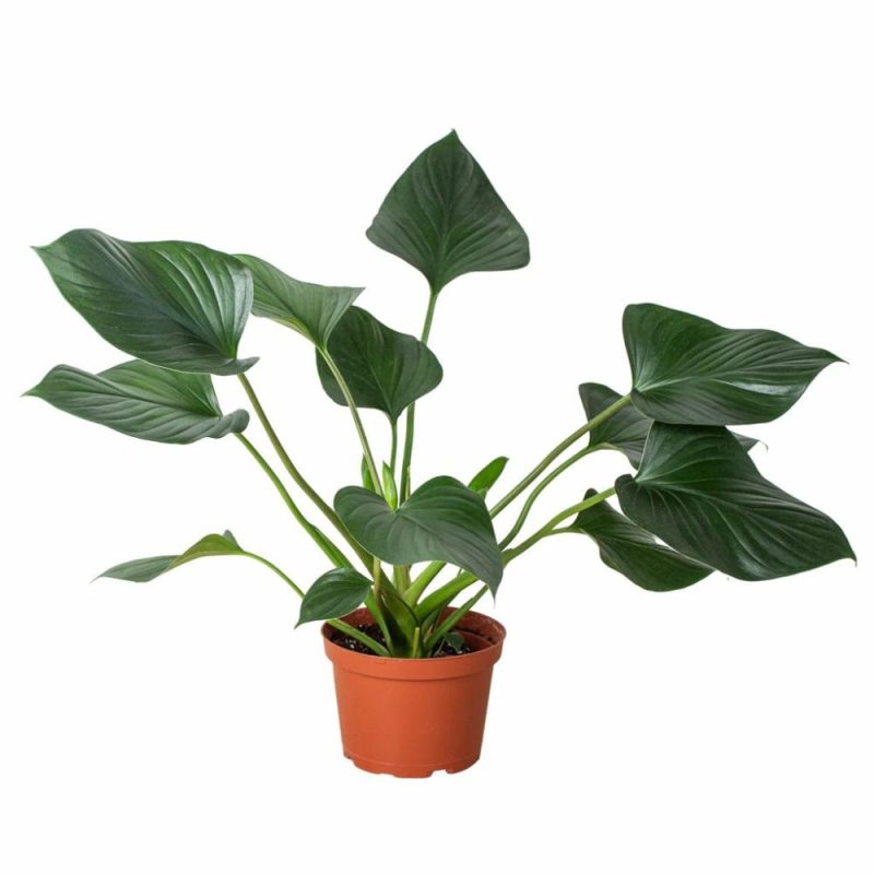 Plants | Homalomena ‘Emerald Gem’ Plants Plants