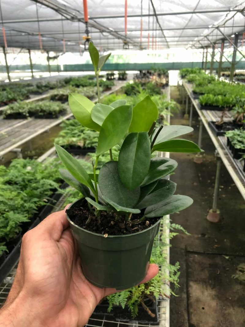 Plants | Hoya ‘Australis’ Plants Plants