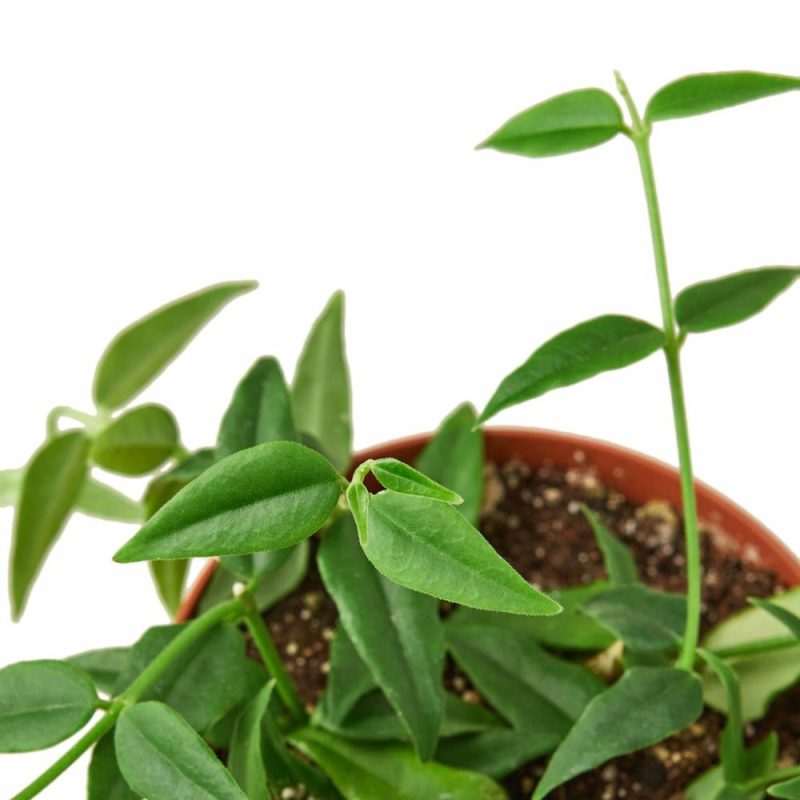 Plants | Hoya Bella Plants Plants