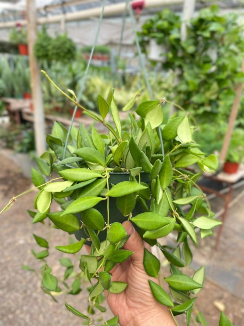 Plants | Hoya ‘Burtoniae’ Plants Plants