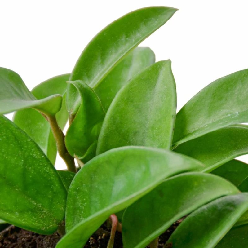 Plants | Hoya Carnosa Plants Plants