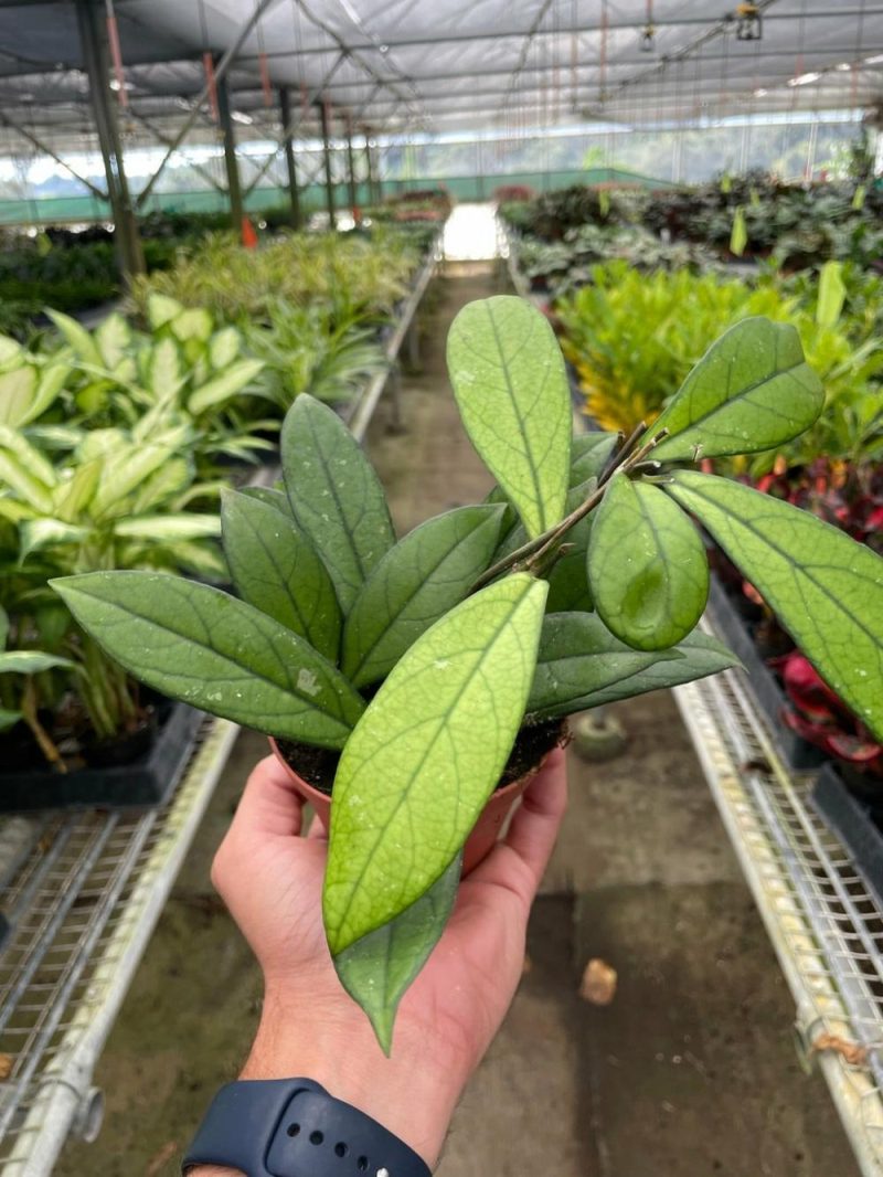 Plants | Hoya ‘Crassipetiolata’ Plants Plants