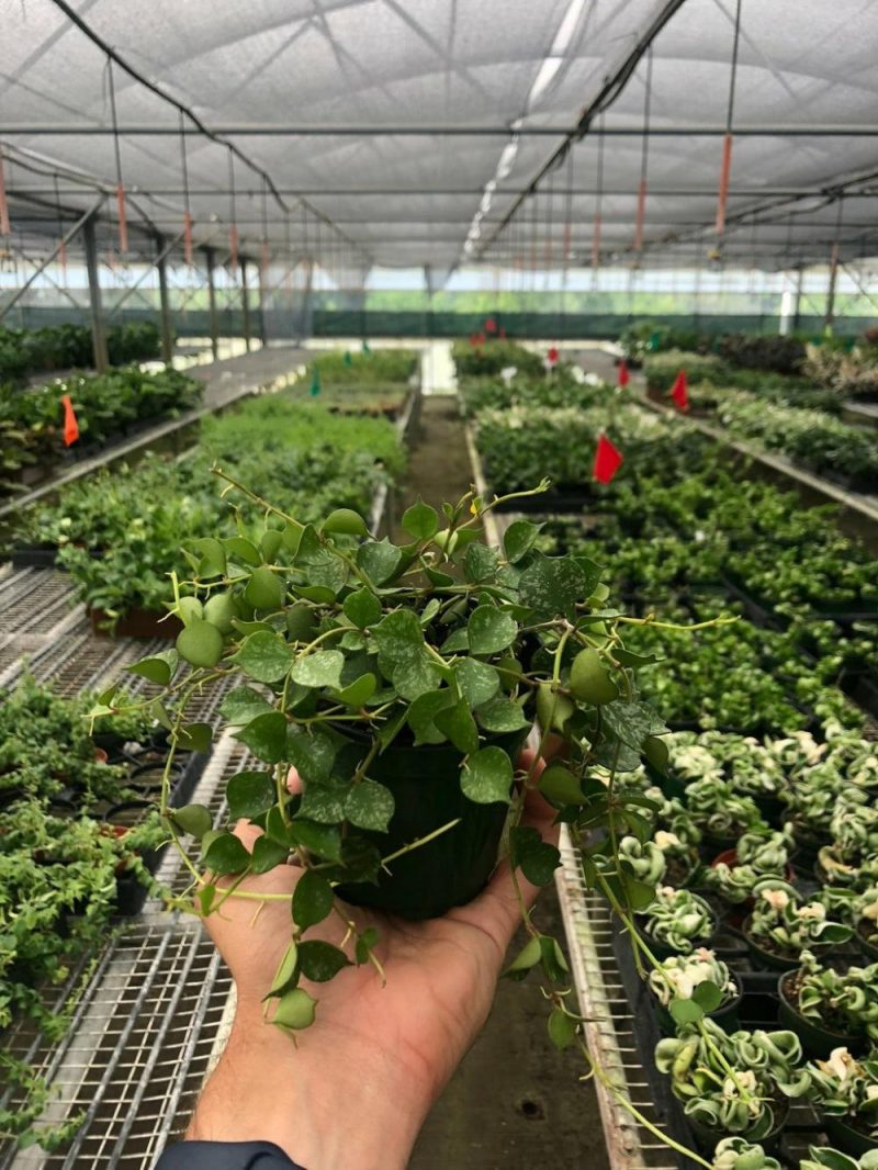 Plants | Hoya ‘Curtisii’ Plants Plants