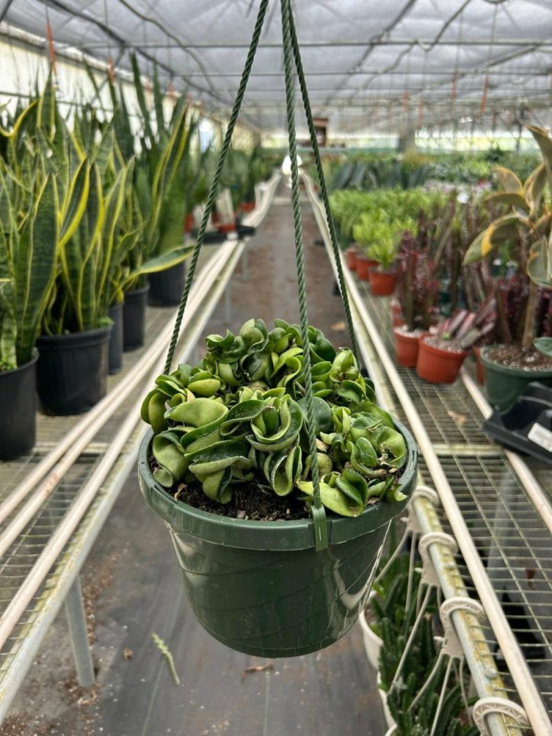 Plants | Hoya Rope Plant Plants Plants