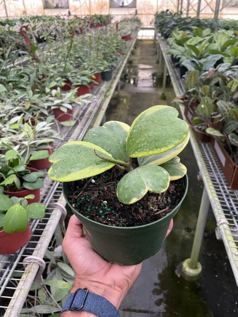 Plants | Hoya ‘sweetheart Variegated’ Plants Plants