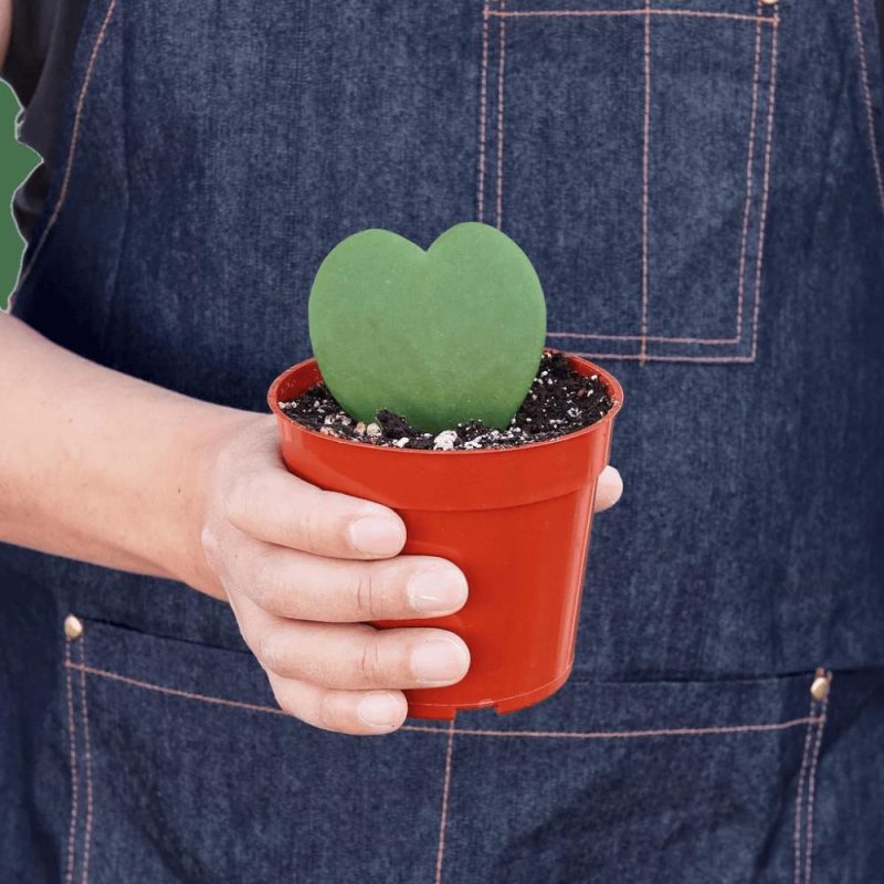 Plants | Hoya Sweetheart Plants Plants