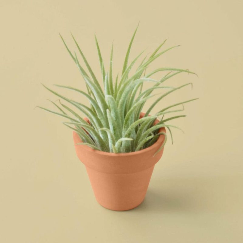 Plants | Ionantha Guatemala Tillandsia Air Plant With Terra Cotta Plants Plants