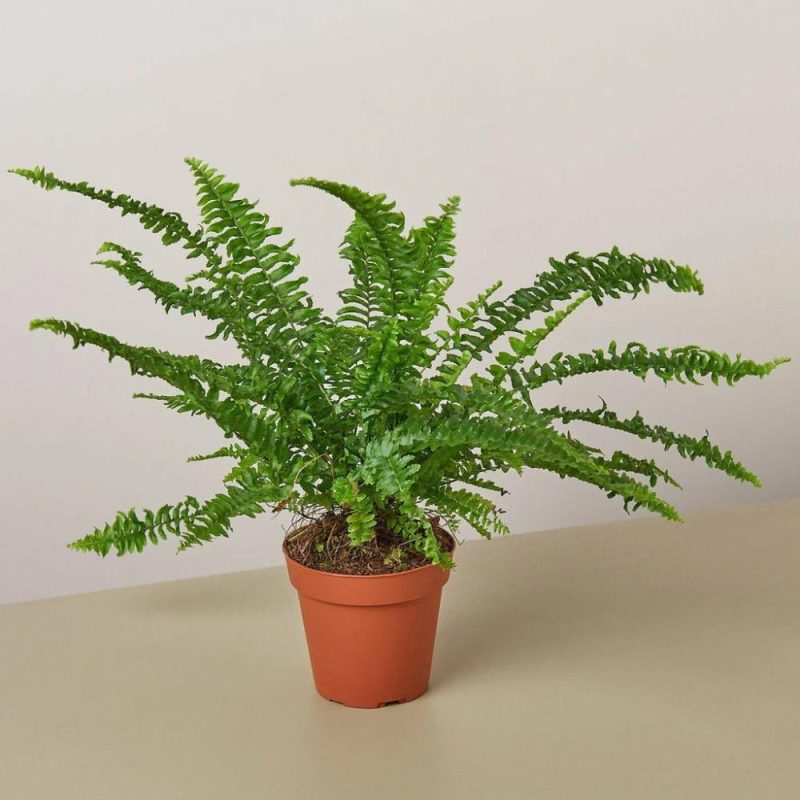 Plants | Jester’s Crown Fern Plants Plants