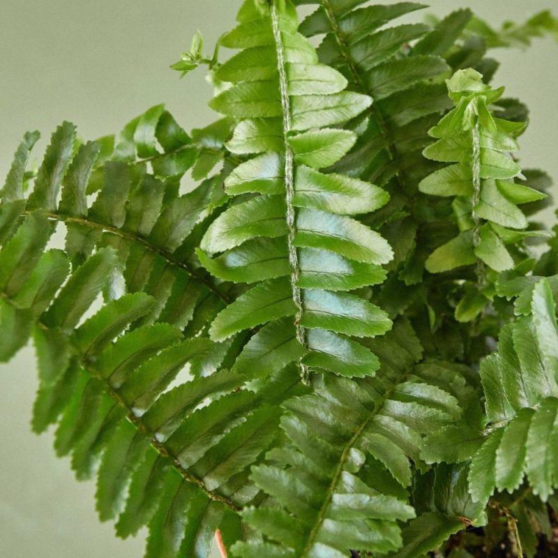 Plants | Jester’s Crown Fern Plants Plants