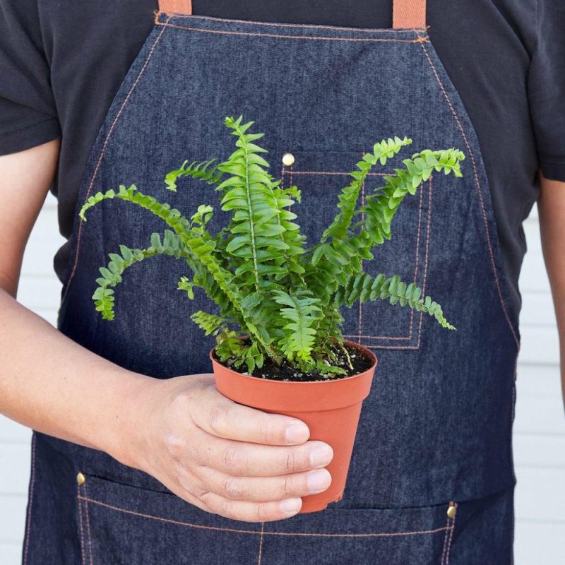 Plants | Jester’s Crown Fern Plants Plants