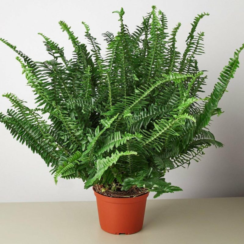 Plants | Jester’s Crown Fern Plants Plants