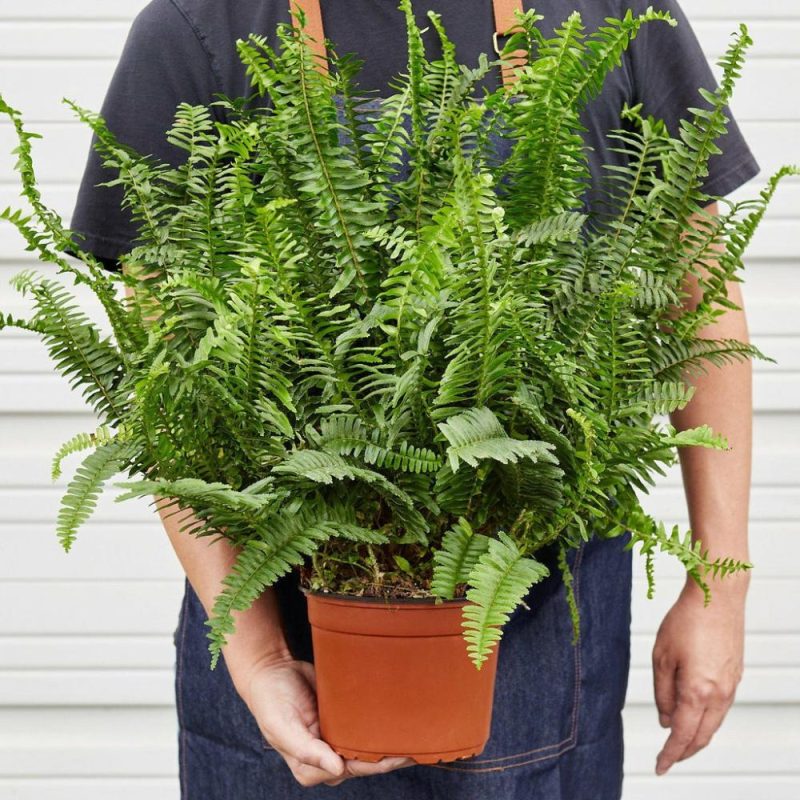 Plants | Jester’s Crown Fern Plants Plants