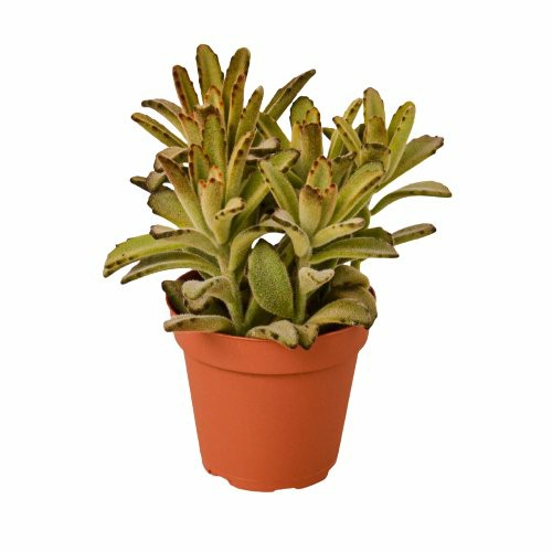 Plants | Kalanchoe Tomentosa ‘Chocolate Soldier’ Succulent – 4″ Pot Plants Plants