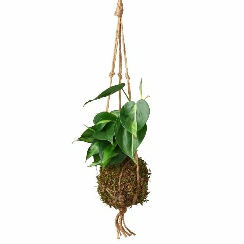 Plants | Kokedama Moss Ball Hanging Plant Plants Plants